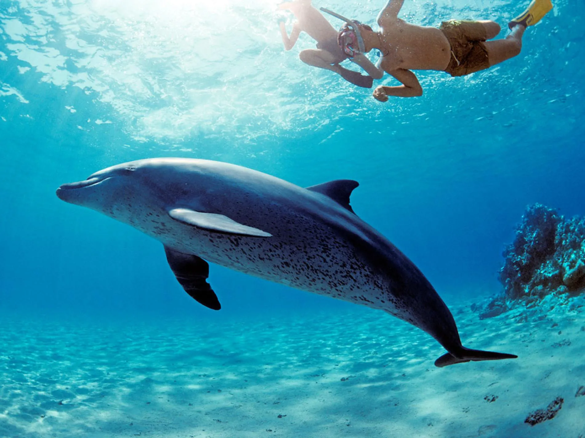 Dolphin House Snorkeling Trip from Hurghada