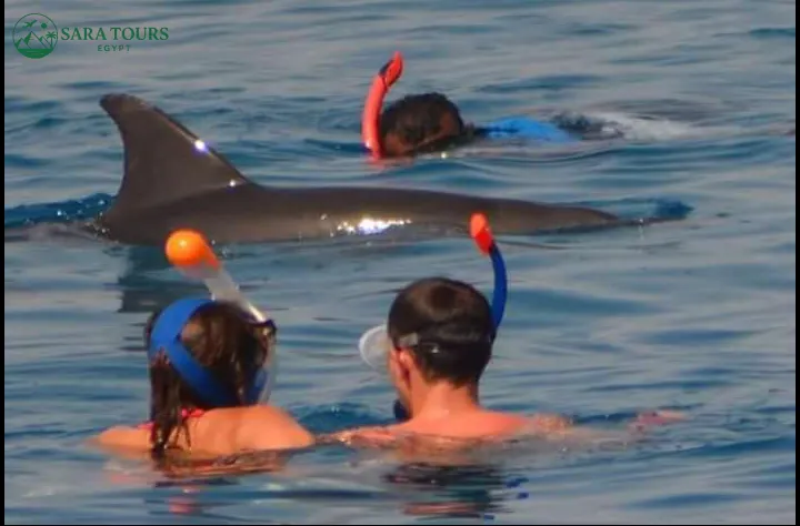 Dolphin House Snorkeling Trip from Hurghada