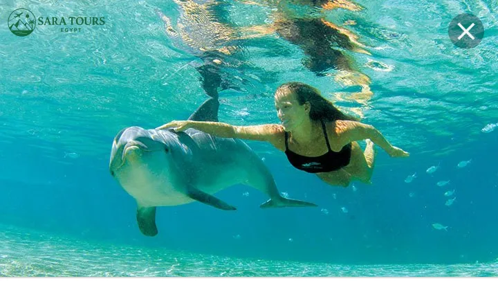 Dolphin House Snorkeling Trip from Hurghada