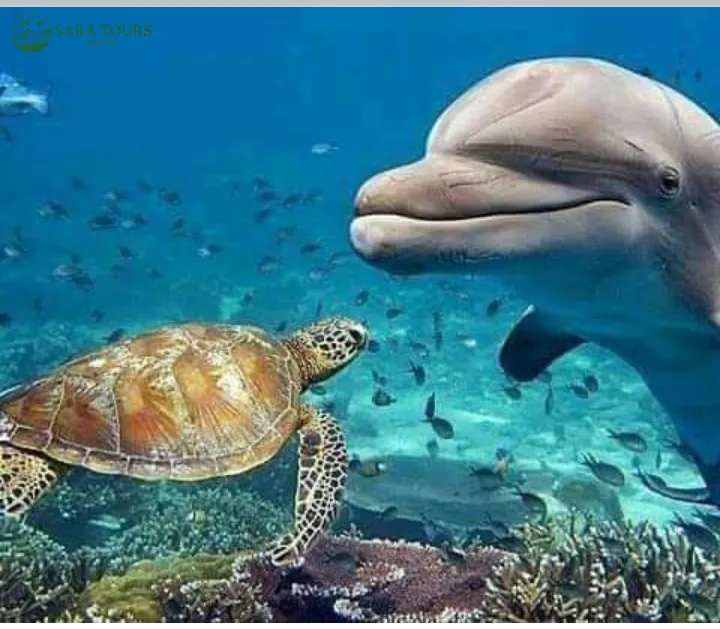 Schnorchelausflug Dolphin House von Hurghada